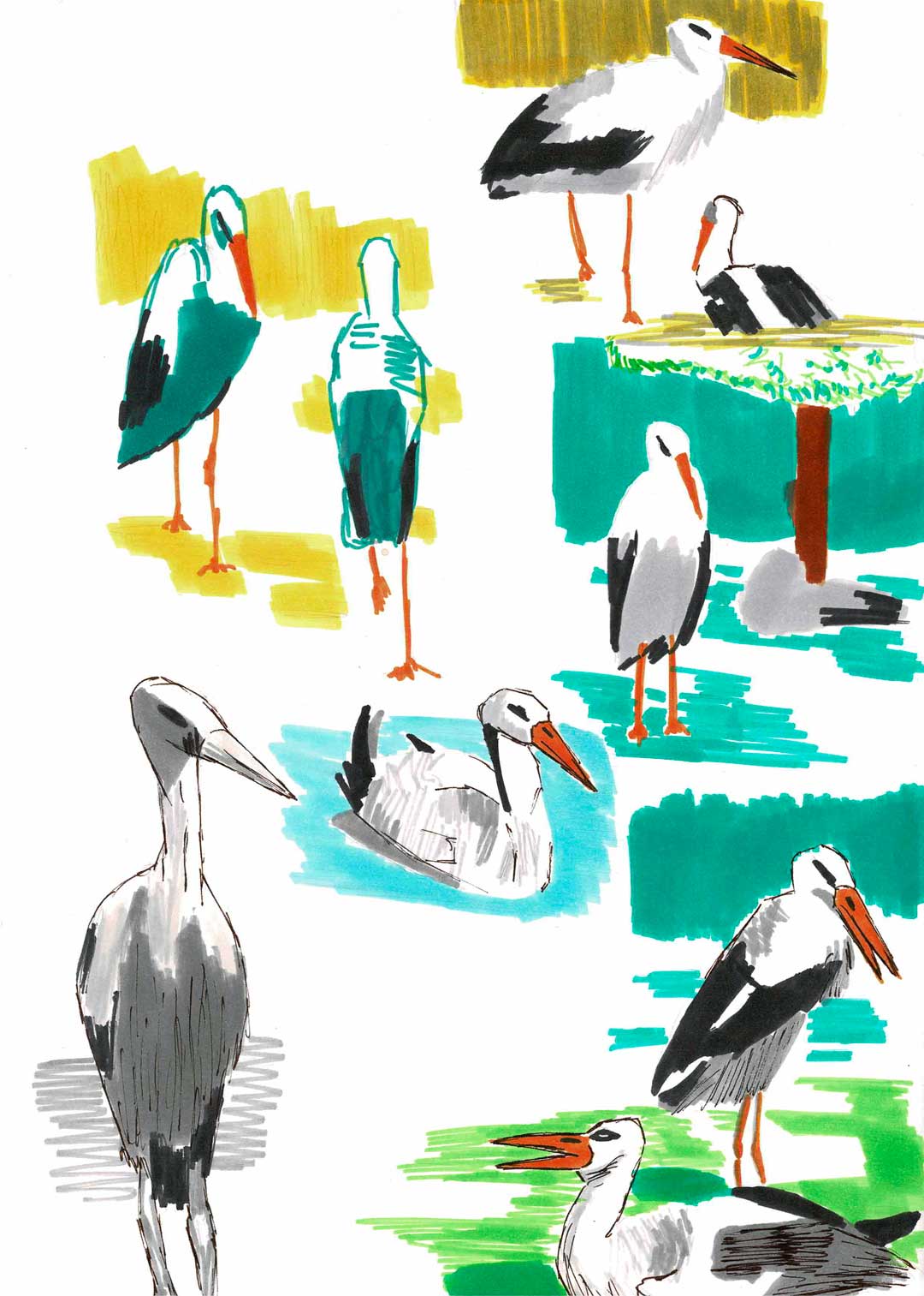 Croquis cigognes